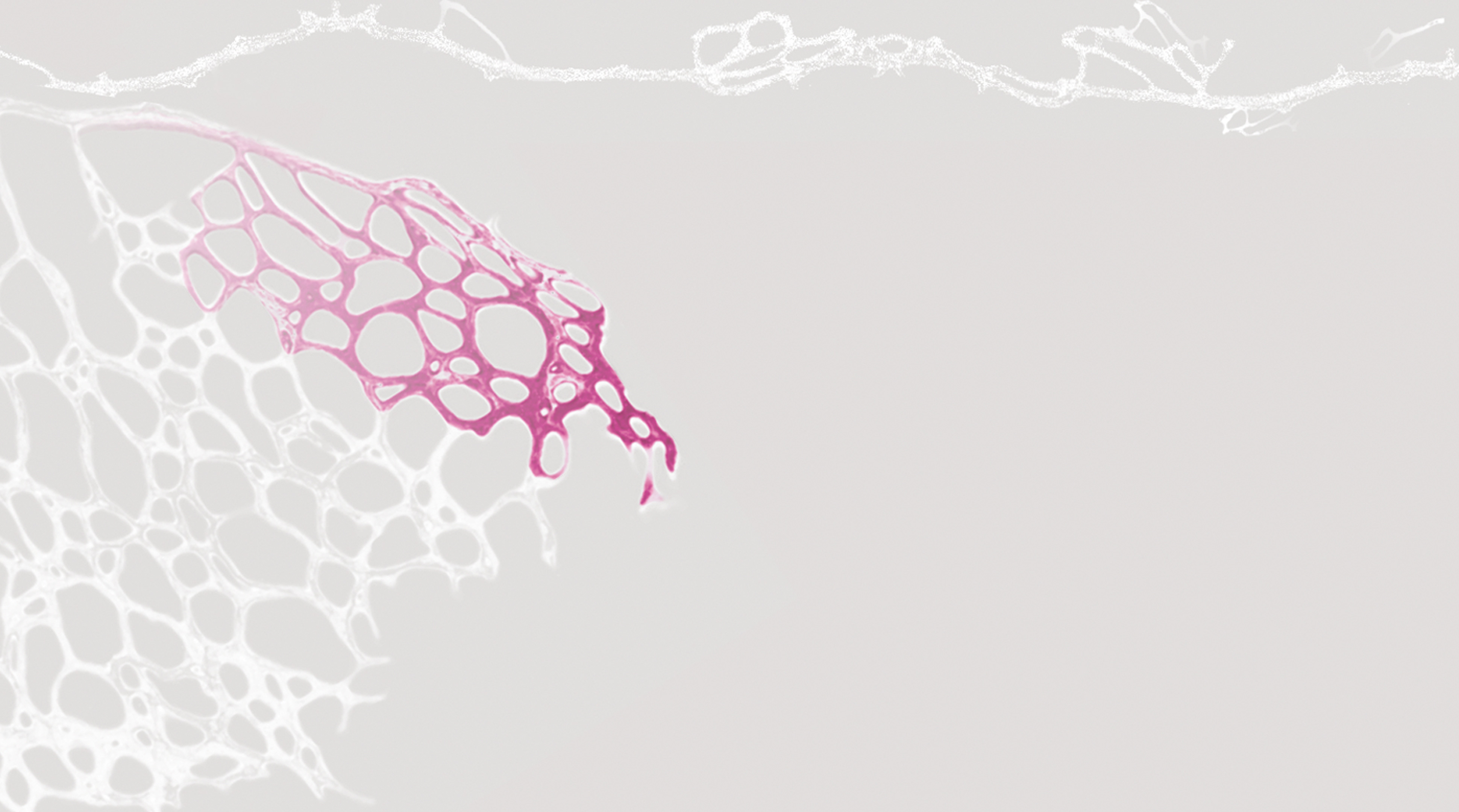 Angiogenesis & Metabolism Laboratory, Corporate Design, Website